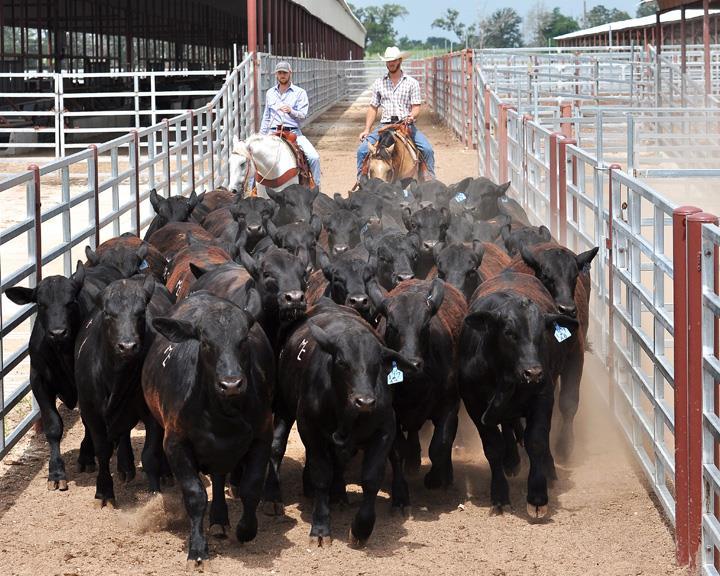 Hassle Free Bull Development The GDC can be your one stop for your bull to be: Performance tested Developed to sale condition Carcass ultra sounded Fertility tested DNA tested Clipped and videoed