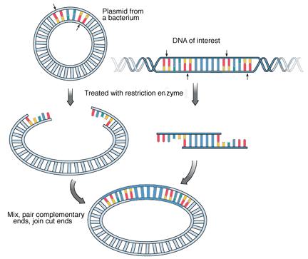Recombinant Plasmids Step 1: Gene of interest and plasmid are cut with the same