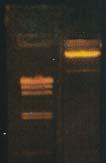 Locating the DNA fragments in the gel Ethidium Bromide (EtBr or EB) wedges