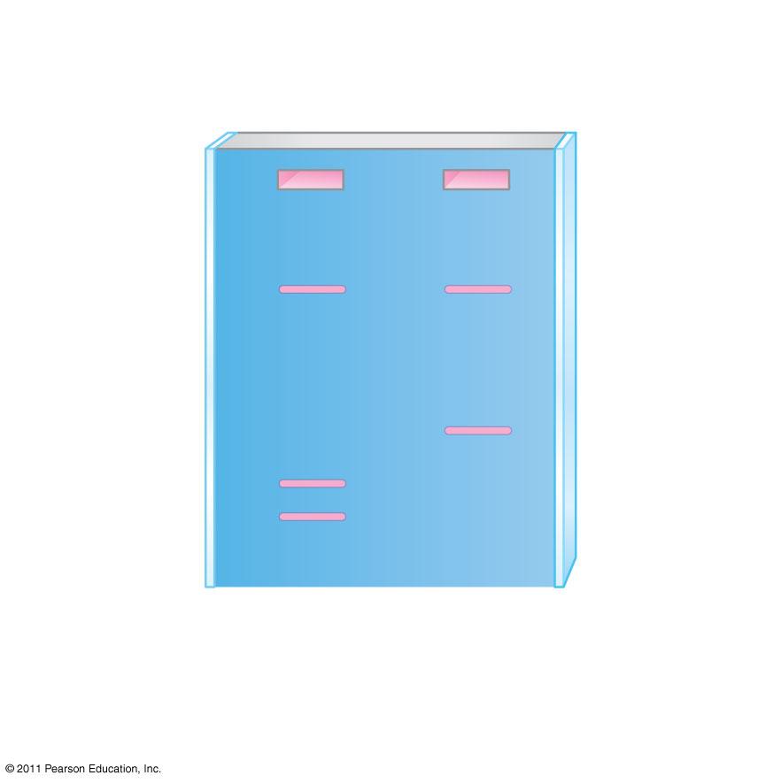 Using restriction fragment analysis to distinguish the normal and sickle-cell alleles of the human β-globin gene Normal allele