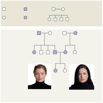 interrelationships of parents and children across generations Inheritance patterns of particular traits can be traced and described using pedigrees Figure 4.