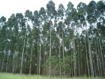 Firewood from Eucalyptus trees is the main source of energy