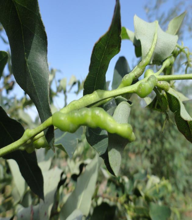 Occurrence of gall-wasp in Eucalyptus woodlots in
