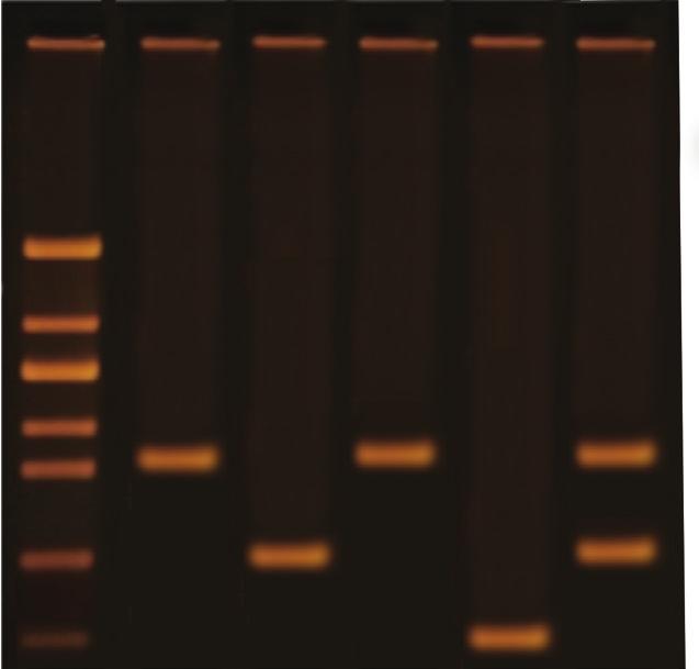 INSTRUCTOR'S GUIDE DNA FINGERPRINTING USING PCR EDVO-Kit 371 Experiment Results and Analysis Lane Sample Sizes 1 EdvoQuick DNA Ladder 2640, 1400, 1100, 700, 600, 400, 200 2 Crime Scene DNA 625 3