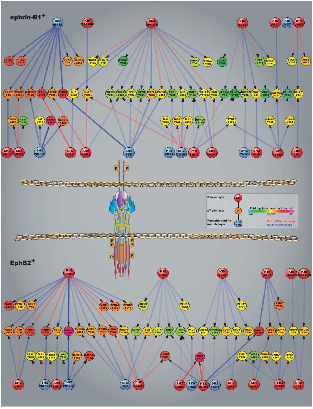 Cell-specific signaling network models in EphB2- and ephrin-b1- expressing cells Cell-specific information flow in EphB2+ and ephrin-b1+ cells is shown in the form of modular protein networks with