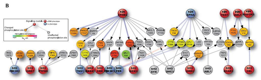 Changes in network structure and utilization caused by ephrin mutations ptyr signaling in EphB2+ cells mixed with ephrin-b1+ cells is compared by means of qbids with the ptyr dynamics in EphB2+ cells