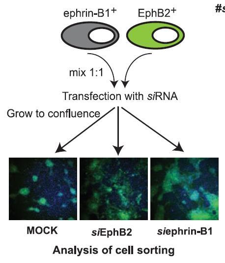 Functional analysis of EphB2- and ephrin-b1-regulated cell sorting through sirna screening.