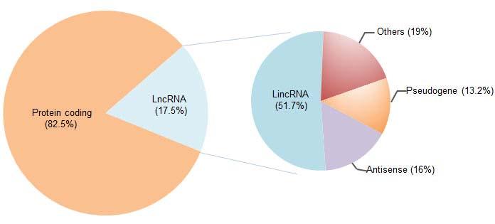 Supplementary Figure 1 Distribution of mirnas between lncrna and protein-coding genes.