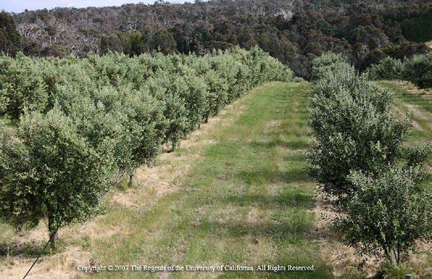 ANR Publication 8538 Drought Strategies for Table and Oil Olive Production September 2018 3 August 15. As the trees water needs are met, olive fruit size will rapidly increase.