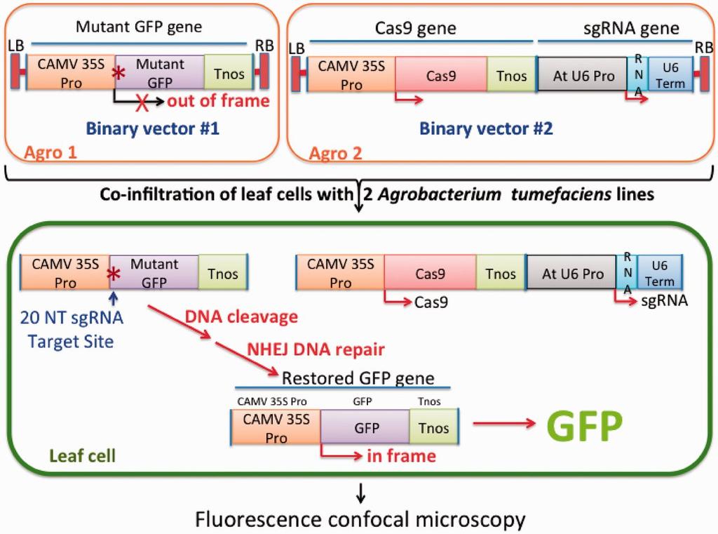Genome Editing in Arabidopsis Two constructs: Agro1 has a nonfunctional GFP gene. Agro2 has Cas9 and a sgrna homologous to the mutant site in GFP.