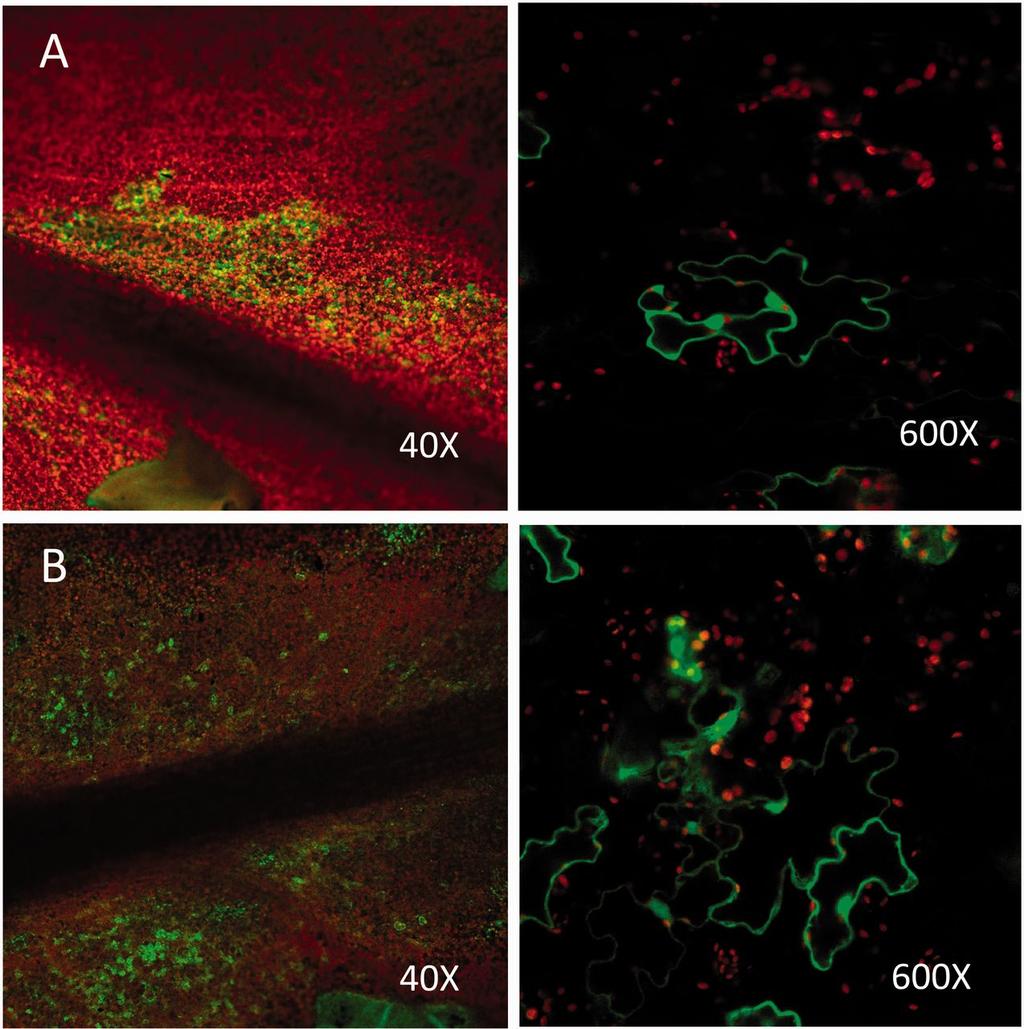 Genome Editing in Arabidopsis A: Leaves infiltrated with wild-type GFP construct. B: Leaves infiltrated with Agro1 and Agro2 constructs. Red fluorescence is from chlorophyll.