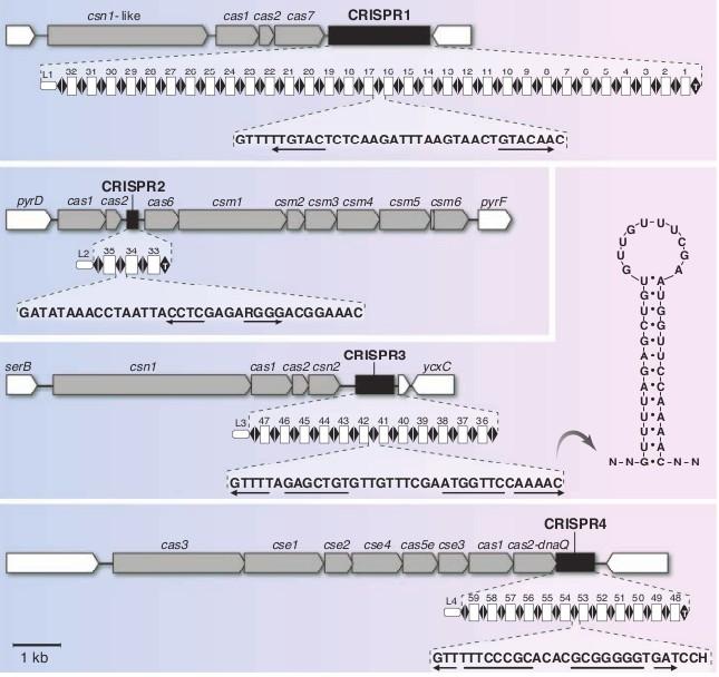 In many bacterial and archaeal genomes, loci have been identified containing a series of genes called cas genes, followed by arrays of short repeat-spacerrepeat motifs.