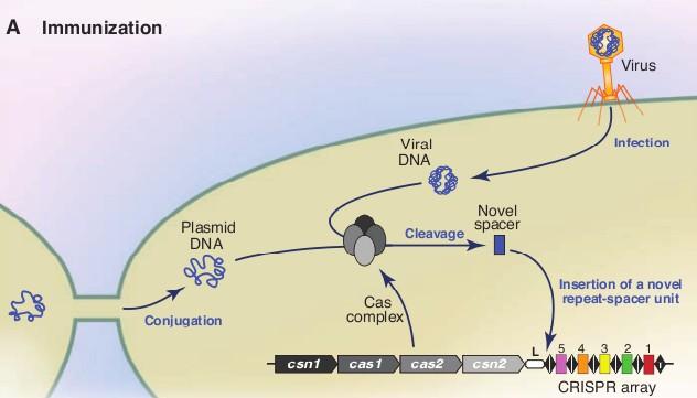 DNA from infecting virus or foreign plasmid is cleaved in by Cas complex proteins. Cleavage products are inserted as spacer DNA, 5' to the first repeat unit.