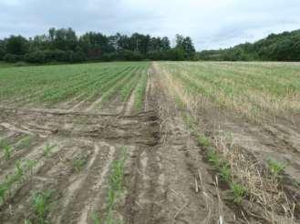 Below is a documentation of success and learning opportunities during the 2011 season. Early season corn planting at two farms resulted in poor stands.