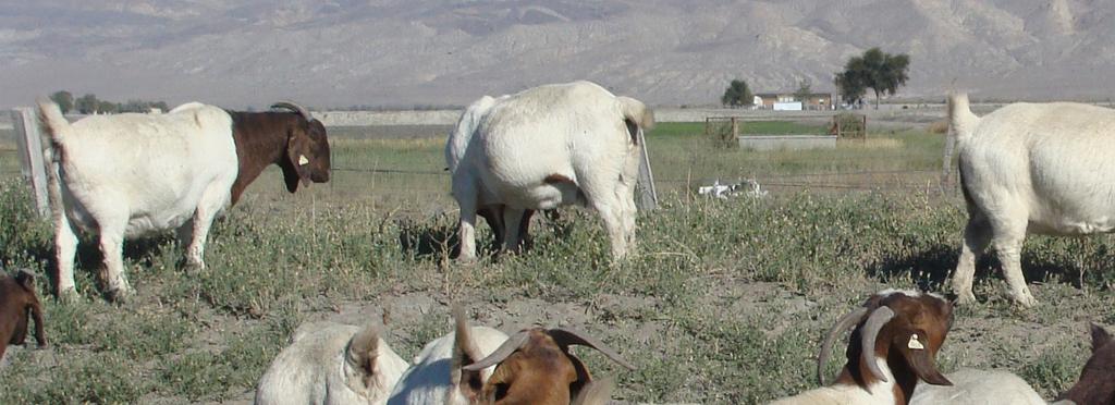Calculating rations For most owners, hays are the basic feedstuff used during the winter months when pastures are not adequate to support the nutrient needs of their goats.