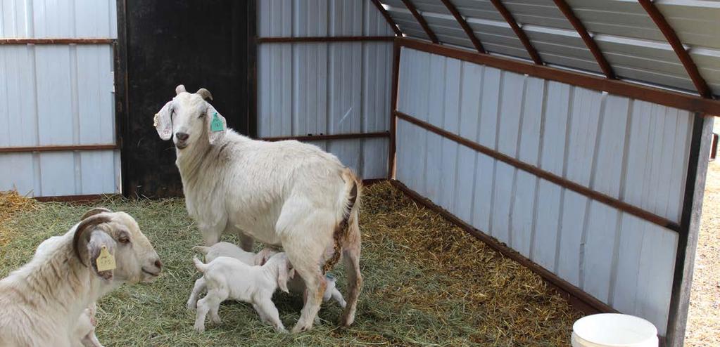 Special considerations for late gestation does carrying multiples Photo courtesy of North American Savannah Association Returning to Table 1 and looking at the protein and TDN figures needed for