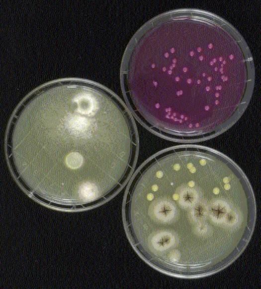 Viable Sampling, continued Surface Viable Sampling: Samples collected on agar contact