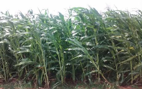 (African Tall), Sorghum (COFS 29, Multicut), Hedge Lucerne etc. are being taken up at Pudukudi fodder production unit, Thanjavur District in 10acres. S.No Type of Fodder TOTAL Area in acres yield in (MTs) 1 Co4/Co5 Green fodder (Multi cut) (3 acres) 114.