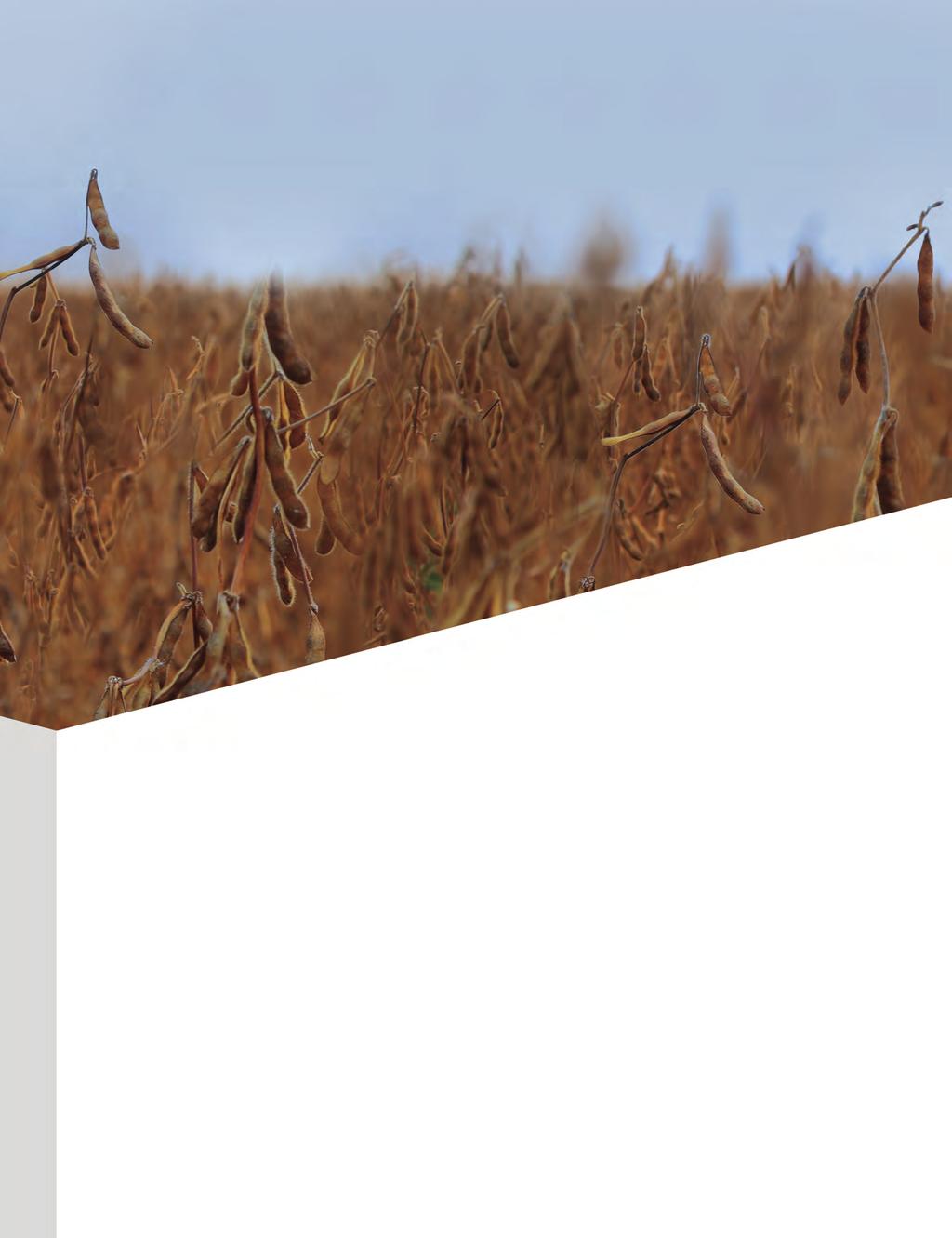 Introducing two NEW ULTRA-EARLY DEKALB Roundup Ready 2 XTEND Soybean Varieties The newest and earliest DEKALB Roundup Ready 2 Xtend soybeans to come from the DEKALB Breeding Program.