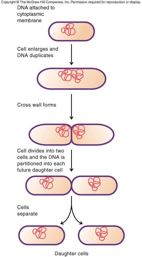 Principles of Bacterial Growth Prokaryotic cells divide by binary fission One cell divides into two Two into four etc.