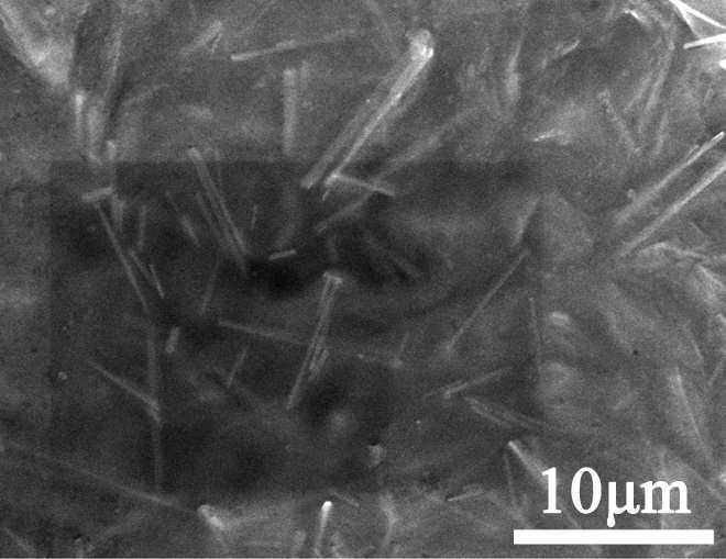 Figure S9. The cross-sectional enlarged SEM image of SSEs with Mg 2 B 2 O 5 additive. Figure S10. (a) Electrochemical performance at 0.
