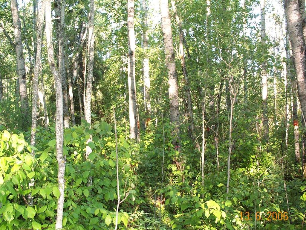 Uneven-aged aspen 160 yrs old -2+ canopies; multiple ages;