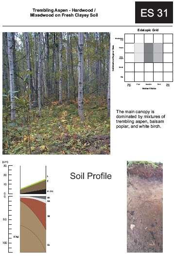 Ecosites combination of soils, tree
