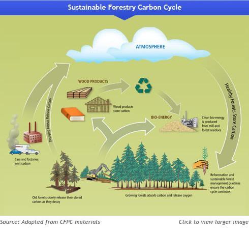How Does the Carbon Cycle Work? 1. Carbon is emitted by factories, etc. 2. These emissions collect in the atmosphere, causing the greenhouse effect. 3.