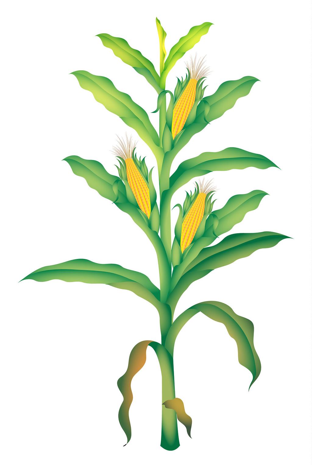 2013 South Dakota Crop Protection Guide Corn Seed Treatments Weeds: Mike Moechnig, Darrell L. Deneke, Leon J.