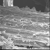 SEM images of the untreated and