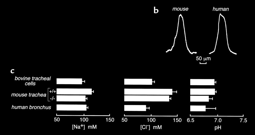 Figure 6 ASL properties in the in vivo mouse trachea and freshly excised fragments of human bronchi.