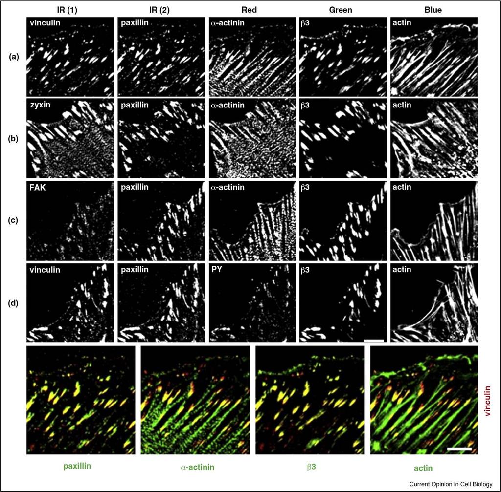 662 Cell-to-cell contact and extracellular matrix Figure 2 Molecular complexity of focal adhesions.