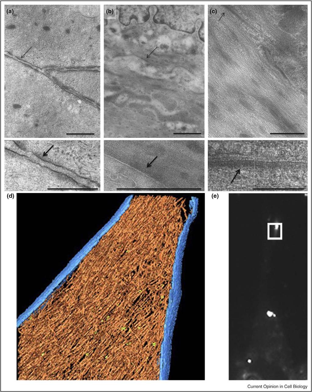 664 Cell-to-cell contact and extracellular matrix Figure 3 Electron microscopy-based visualization of the adhesion machinery in smooth muscle tissue and fibroblasts.