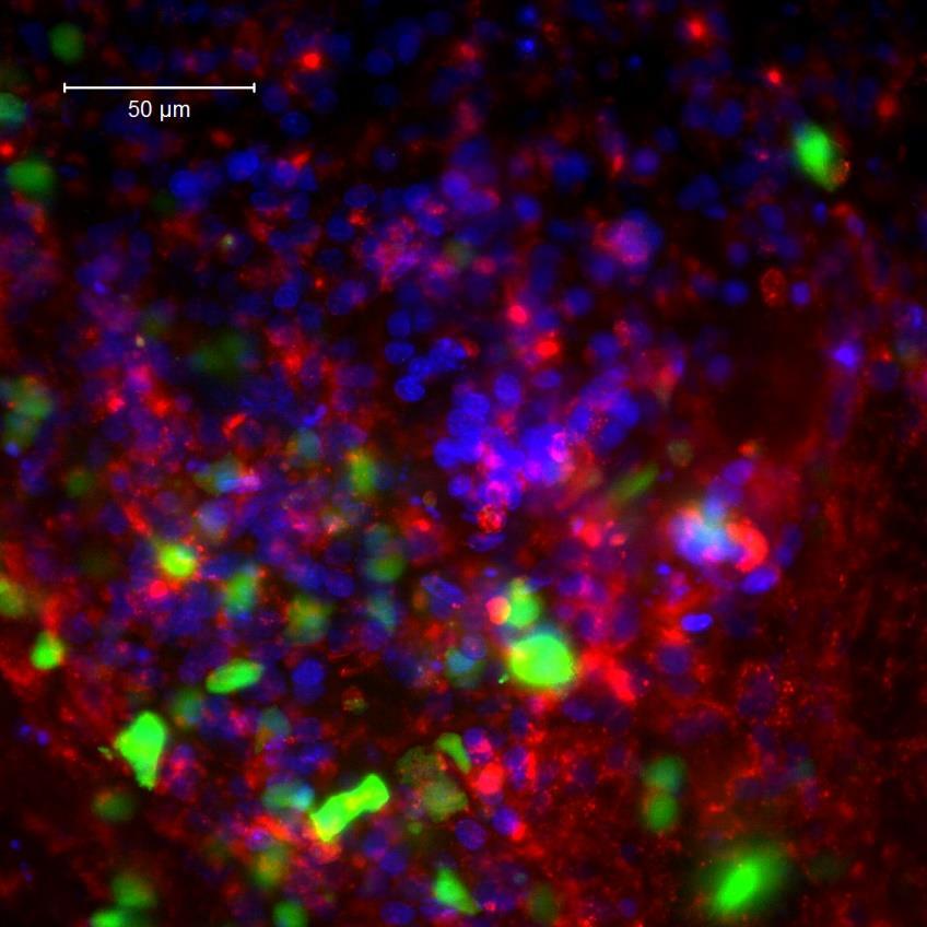 Light sheet imaging of pituitary Red-peanut agluttinin-alexa 647 Green- EGFP reporter of PRL