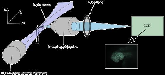 Light sheet: Selective Plane Illumination Microscopy (SPIM) Optical Setup Light