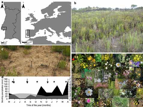 Nitrogen deposition and Natura 2000 Soil inorganic N availability Because plants and soil biota evolved under specific nitrogenous environments they show preferences for specific patterns of N