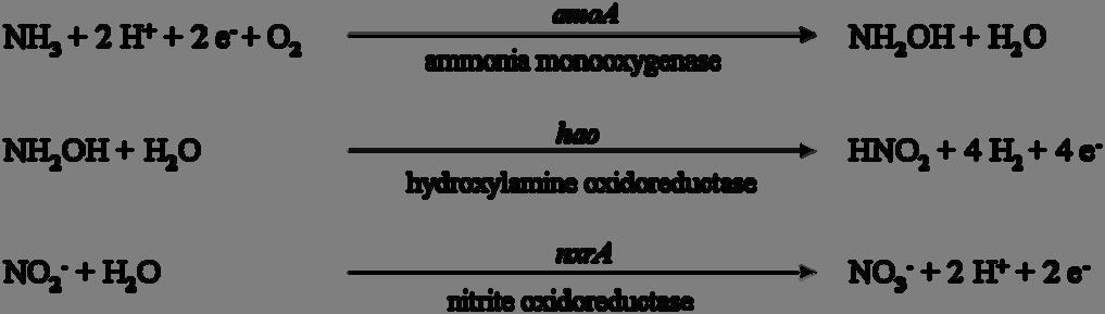 Figure 5. Stoichiometry of the nitrification. Below the arrows the responsible enzymes are displayed and above the targeted marker genes (adapted from Hai (2010)).
