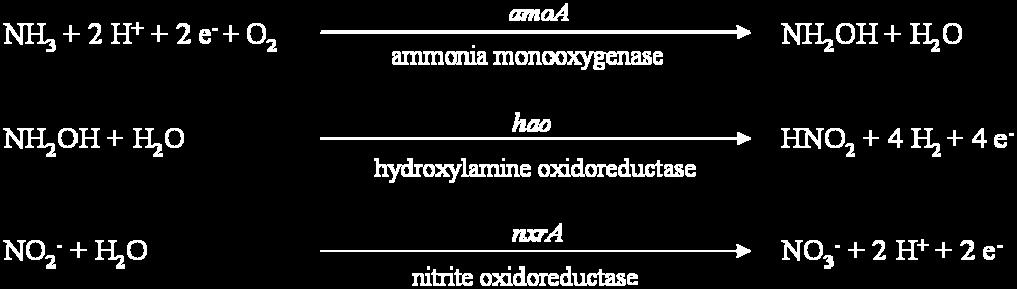 Nitrosomonas, Nitrosococcus, Nitrosospira), whereas NOB were found to belong to - (Nitrobacter), β- ( Candidatus Nitrotoga arctica ), γ- (Nitrococcus) and -Proteobacteria (Nitrospina) and to