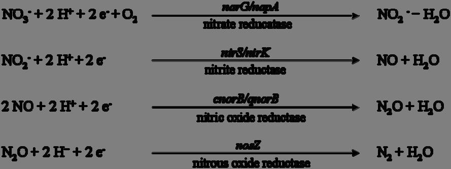 Figure 7. Stoichiometry of the reduction of nitrate to N 2. Below the arrows the responsible enzymes are displayed and above the targeted marker genes (adapted from Hai (2010)).