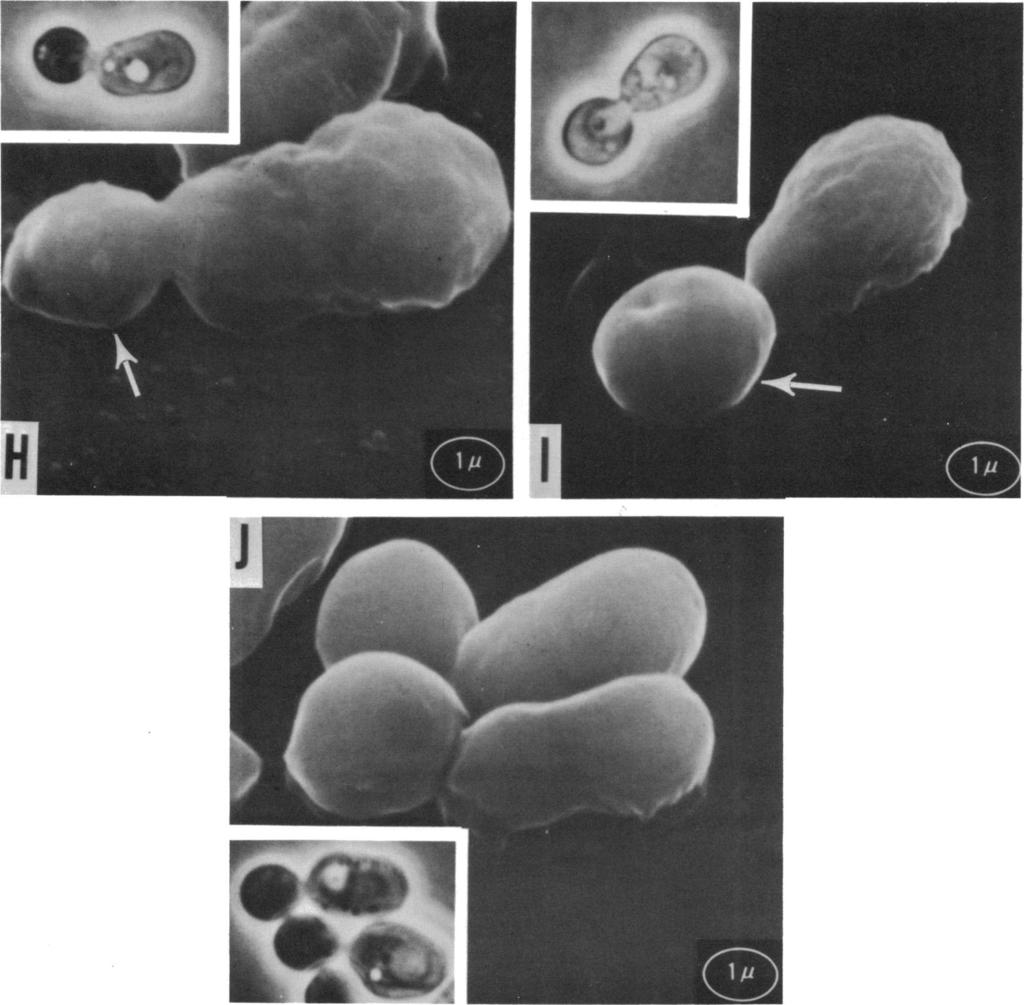 VOL. 109, 1972 S. CEREVISIAE GERMINATION 1237 v F. I I.0 '.,v Downloaded from http://jb.asm.org/ FIG. 3H-J. Scanning electron micrographs (x 10,000 or x20,000) of S.