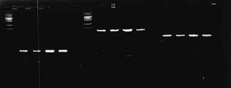 C. PCR amplification of DNA from frozen tissue sections on a slide glass Samples Paraffin embedded sections of human tonsil on a slide glass (5 μl thick, 25 mm 12 mm) Frozen sections of human tonsil