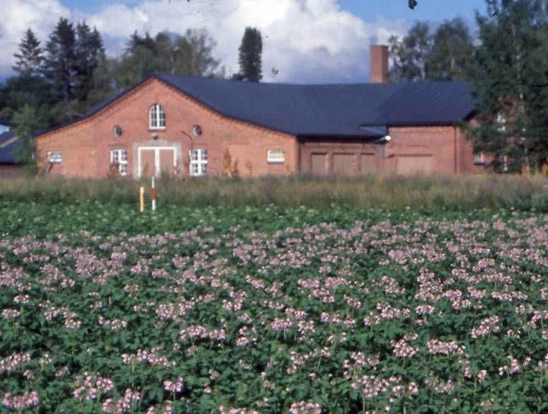 Epidemiology of alien pests in Finnish agriculture recent case studies Asko Hannukkala MTT,