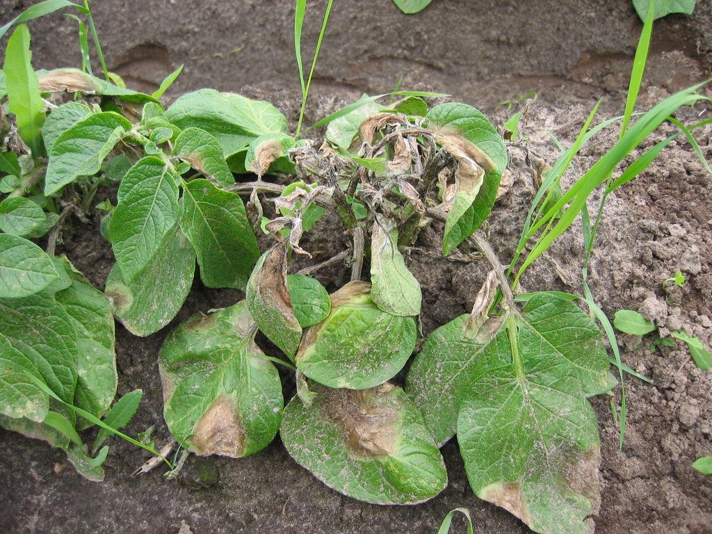 Potato late blight Second world wide migration - consequences Three earliest blight observations 1983-2005 No of days from 1st of July
