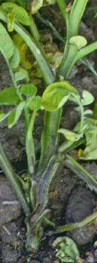 Erwinia spp.
