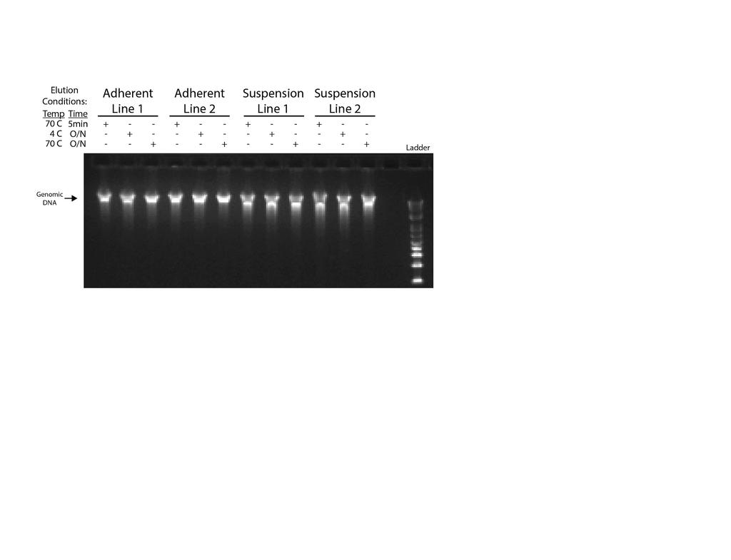 We have assessed gdna quality by agarose gel electrophoresis and find that overnight