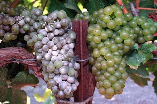 Powdery Mildew on Grapes Yolo County, CA 1999 >5 million pounds (or liquid equivalent) on the ground No significant grower complaints