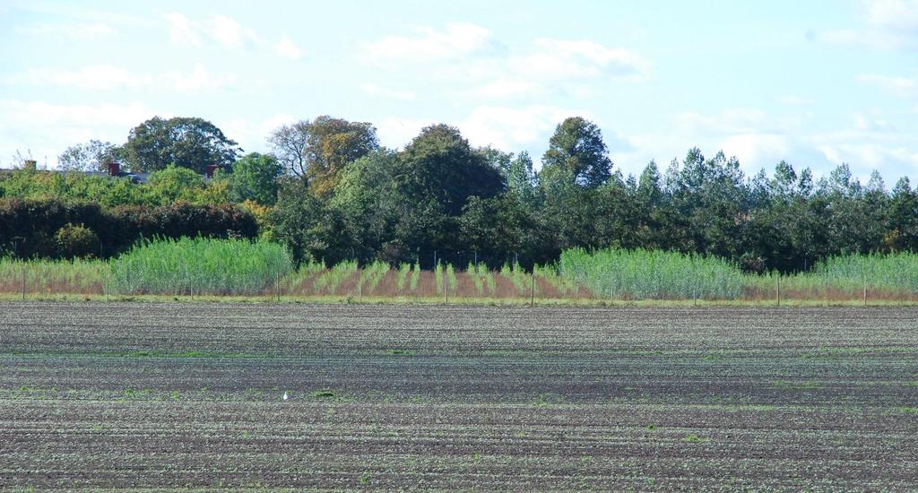 The effect of weeds in salix trial in Sweden planted April 2010, photo