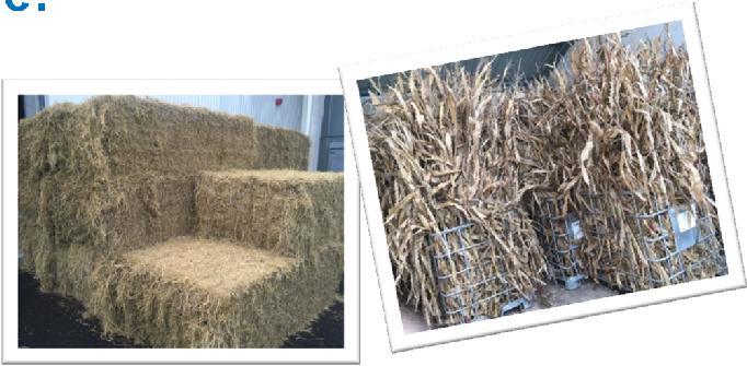 Focus on Feedstock Flexibility Technology Development Stage: Representative biomass selection Biomass handling & standardization On-site biocatalysts production &