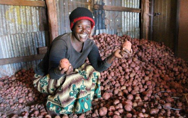 Local production model: potatoes, Kenya (example) Development