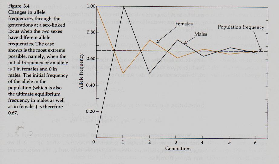 17 The freq among the females in a given generation is the average of its freq in the females and the males of the previous generation This is because the females inherit one X chromosome from their